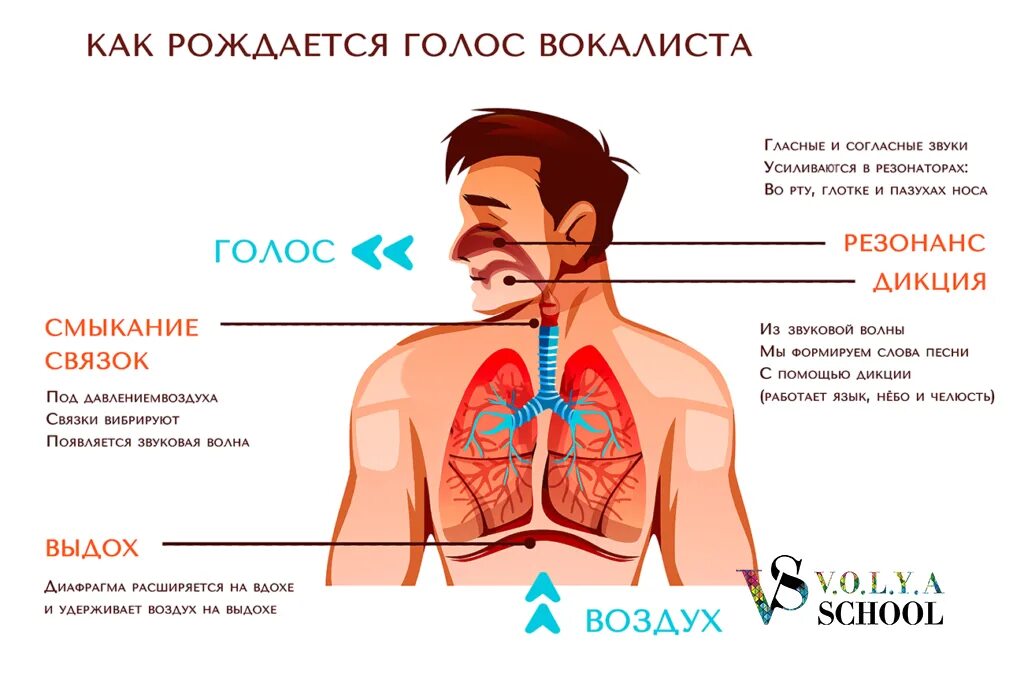 Пою на связках. Голосовой аппарат человека строение для вокалиста. Резонаторы голосового аппарата. Устройство певческого голосового аппарата. Певческий аппарат строение голосового аппарата.