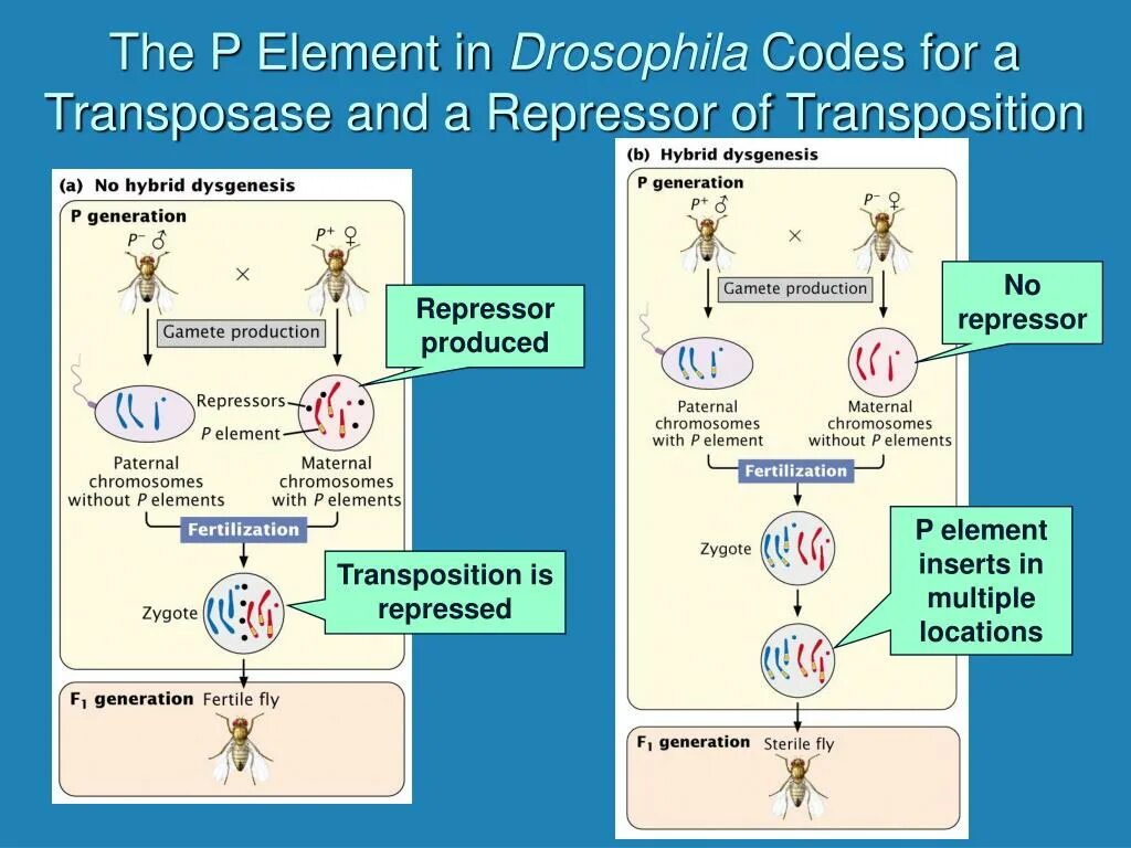P элементы дрозофилы. Гибридного дисгенеза. Появление гибридного дисгенеза. Гибридный дисгенез у собак. P elements