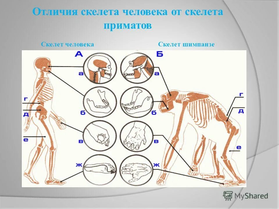 Чем скелет человека отличается от скелета обезьяны. Чем скелет человека отличается от скелета обезьяны