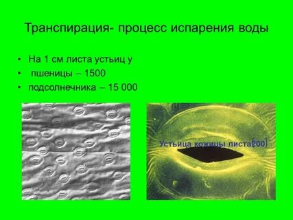 Устьица транспирация