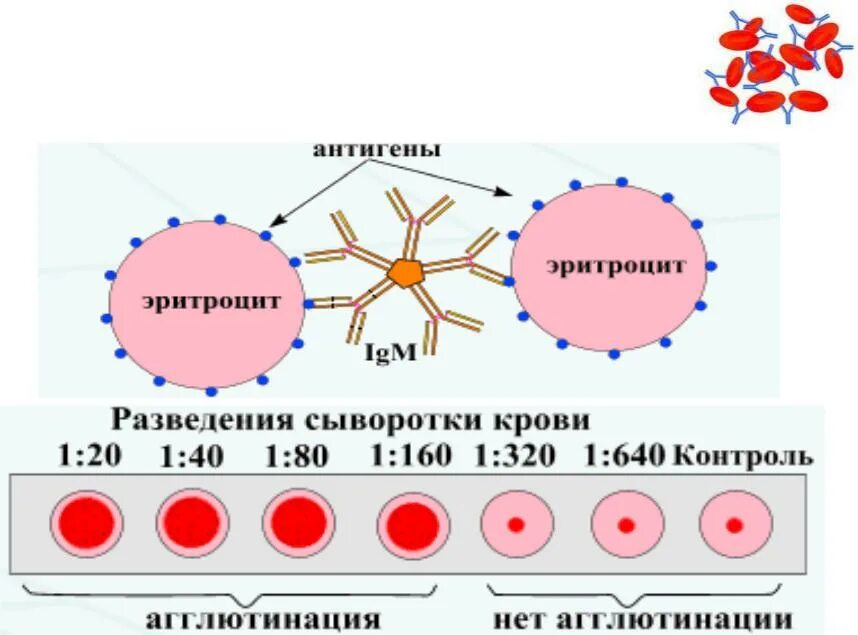 Положительный антиген в крови. Реакция непрямой (пассивной) агглютинации. Схема РНГА эритроцитарный Диагностикум. Реакции агглютинации, непрямой гемагглютинации. Реакция непрямой (пассивной) гемагглютинации (РНГА, РПГА).