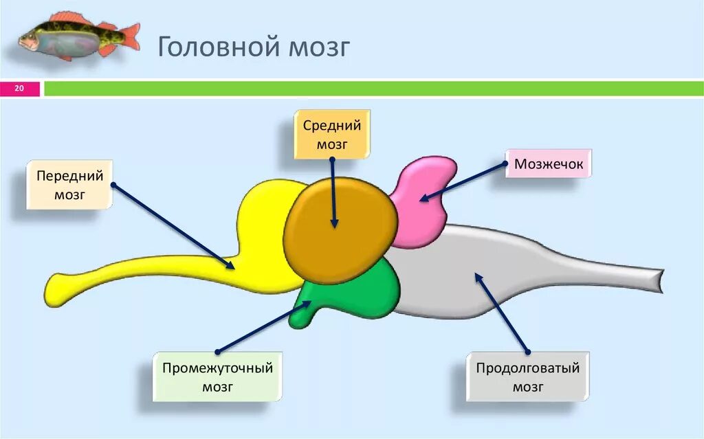 Какое строение головного мозга рыб