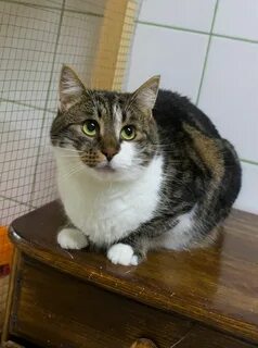 Кот мурзик
