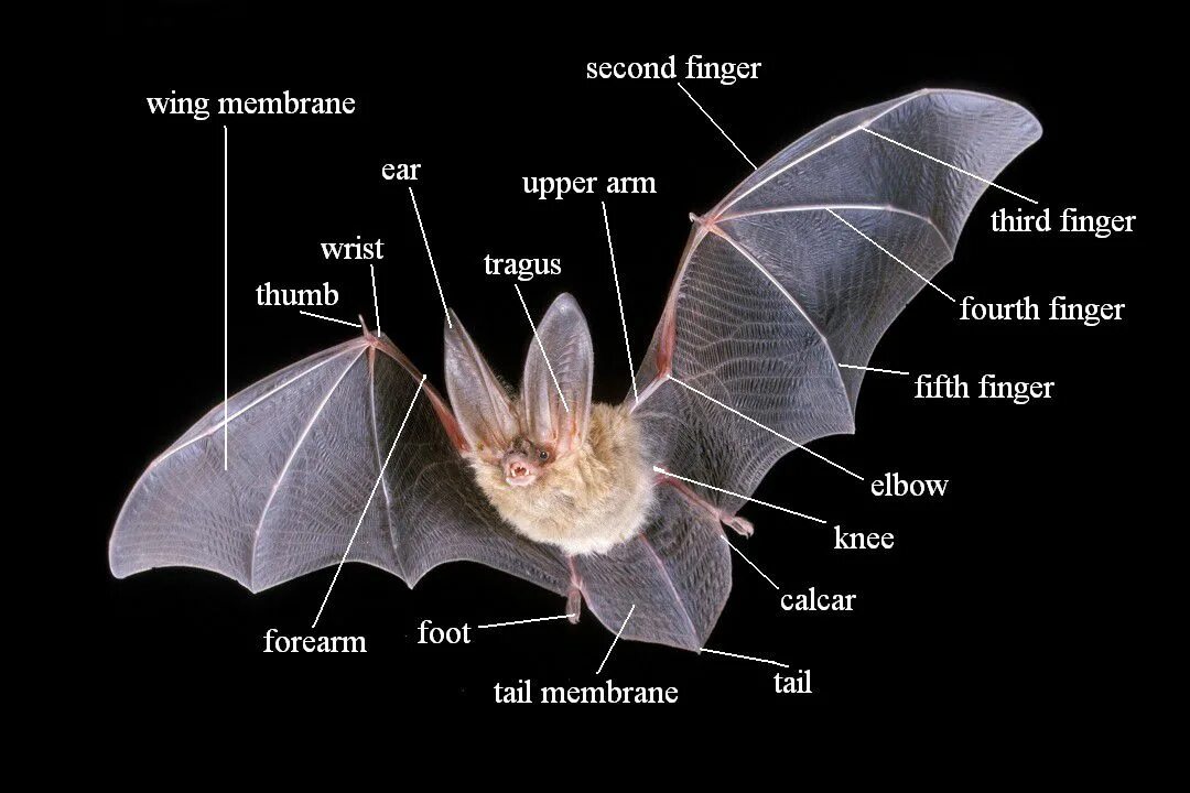 Какой тип сенсорной системы используют летучие мыши. Летучая мышь анатомия. Строение крыла рукокрылых. Строение крыла летучей мыши. Отряд рукокрылые внешнее строение.