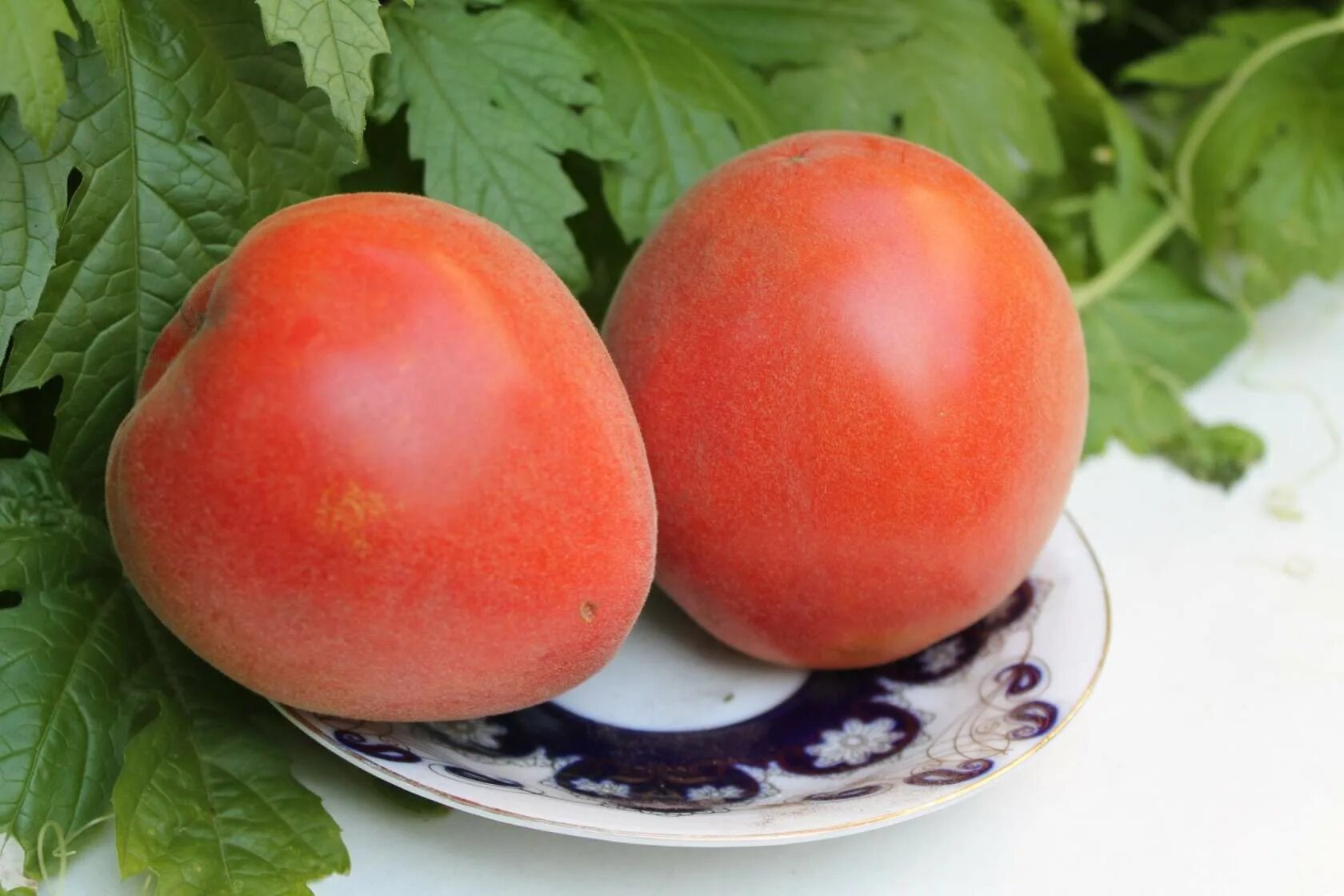 томат абрикос сады россии. томат абрикос 15шт (2007). томат мохнатый абрикос. помидор абрикос f1 челябинск. томат абрикосовый сорт характеристика описание отзывы.