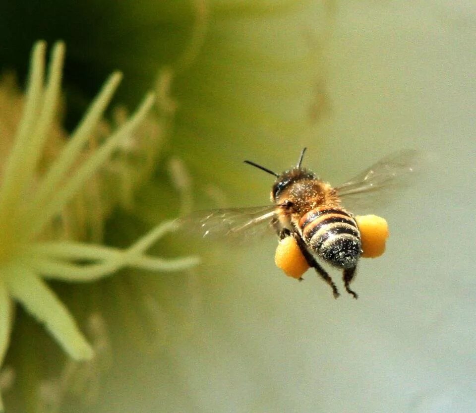 Покажи пыльцу. Пчелиная пыльца (Bee pollen). Пчела с пыльцой. Пчела с нектаром. Пчела с пыльцой на лапках.