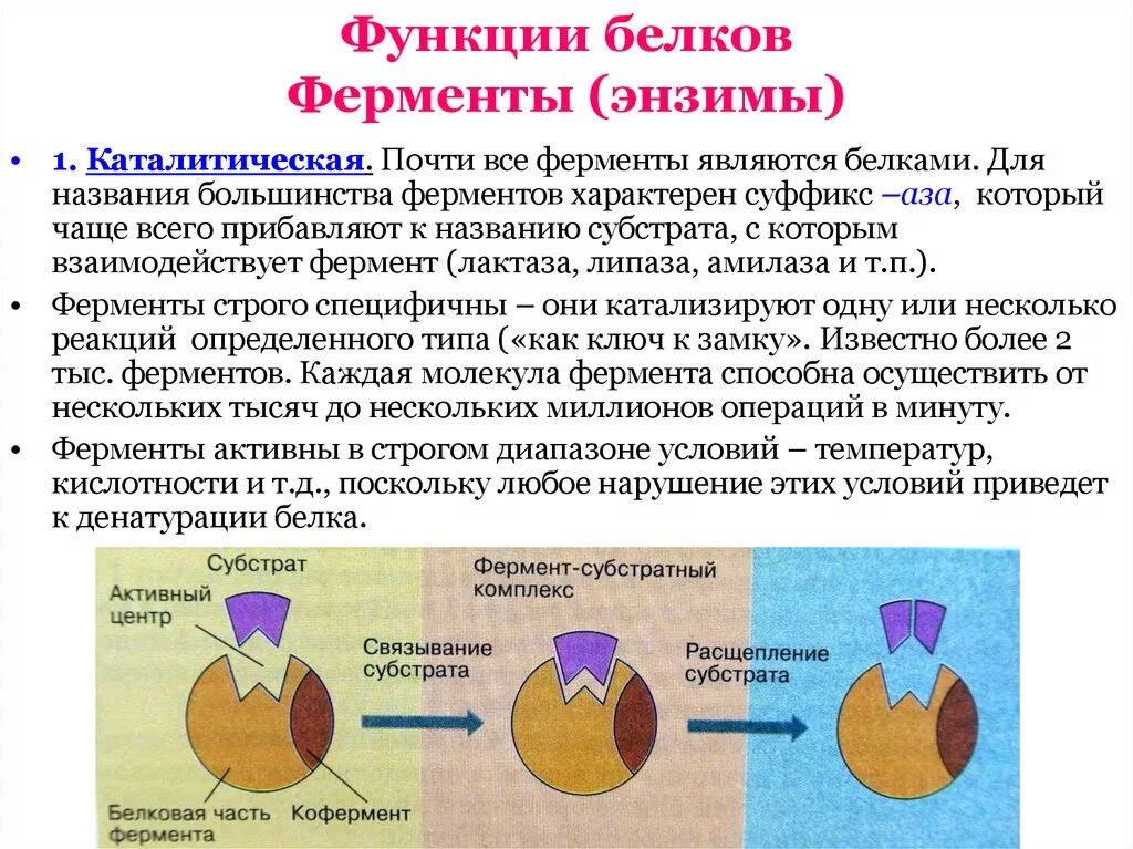 Какую функцию выполняют белки ферментативную