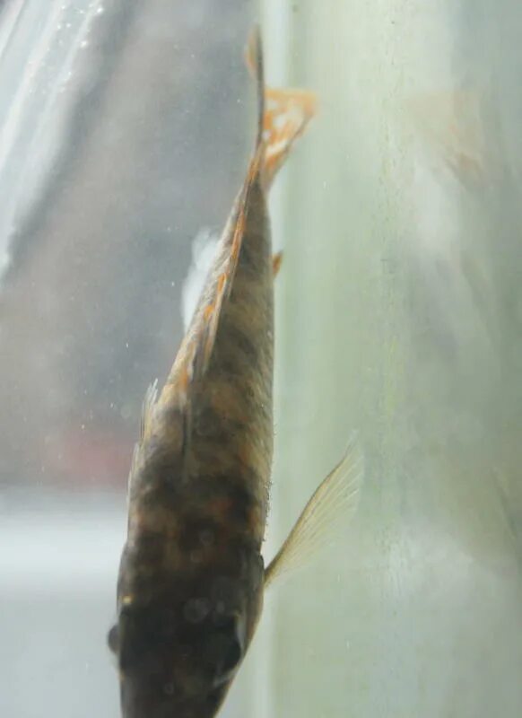 Слизь на аквариумных рыбках. Рыбы со слизью. Рыбы со слизью. Линь. Рыбы со слизью.