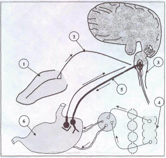 Рефлекторная дуга выделения желудочного сока. Рефлекторная дуга пищеварительного рефлекса. Рефлекторную дугу регуляции желудка. Безусловная рефлекторная дуга выделения желудочного сока.