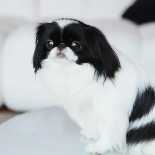 Сколько живет японский хин