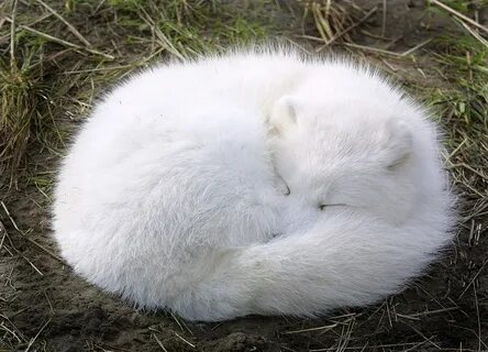 White sleep