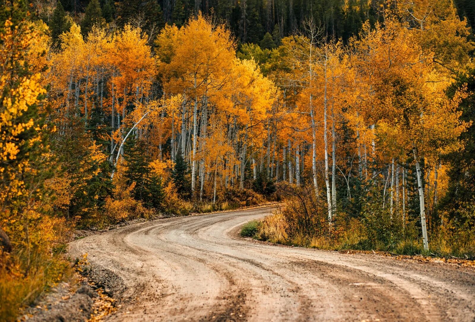 Осенняя дорога. Грунтовая дорога осенью. Осенняя дорога Березовая. Осеннее бездорожье.