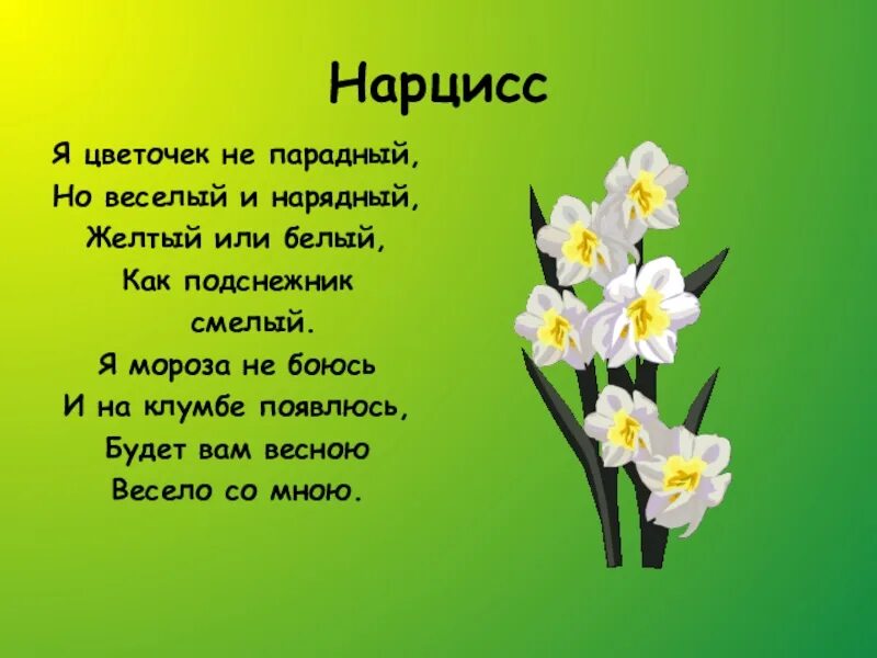 Детский стих про цветы. Нарцисс (растение) клумбовые растения. стихотворение о цветах. стихи о цветах для детей. стихотворение про нарцисс для детей.