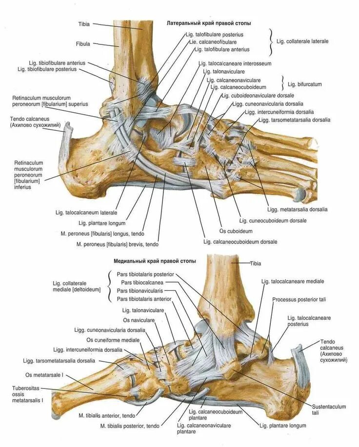 Связочный аппарат голеностопного сустава анатомия. Сухожилия голеностопного сустава анатомия. Голеностопный сустав анатомия строение. Связки стопы анатомия строение. Где находится щиколотка на ноге фото