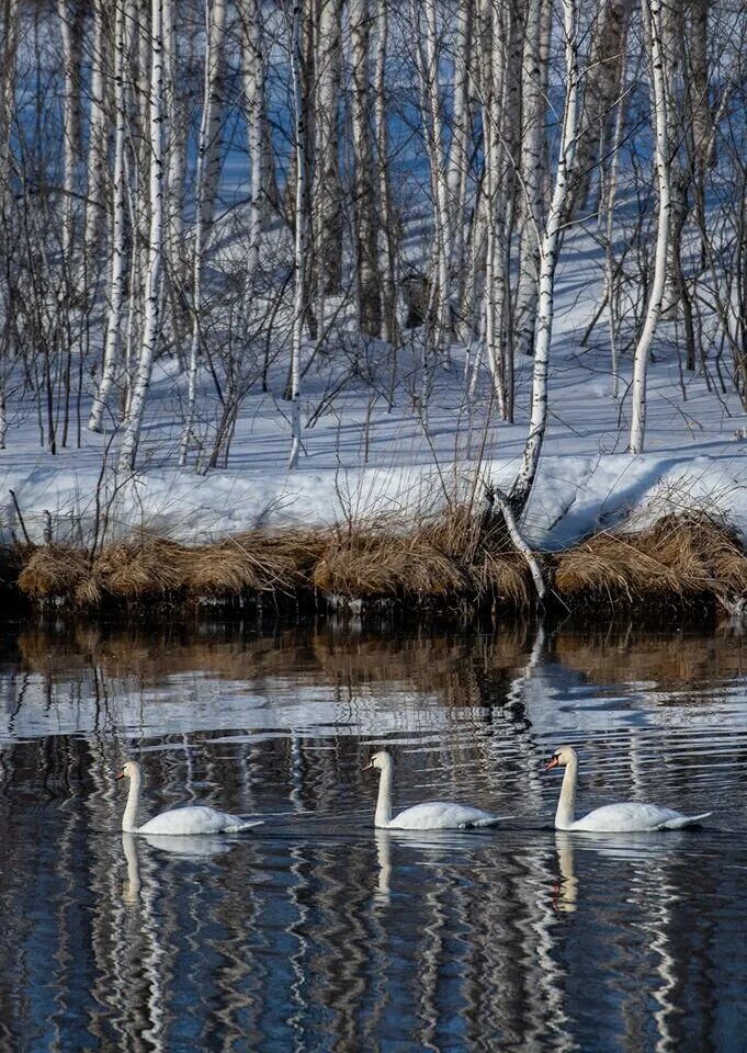 Лебединое озеро орел. Лебединое озеро Алтай. Лебединое озеро Белокуриха. Озеро Лебединое Сосновский район. Лебединое озеро Алтайский край.