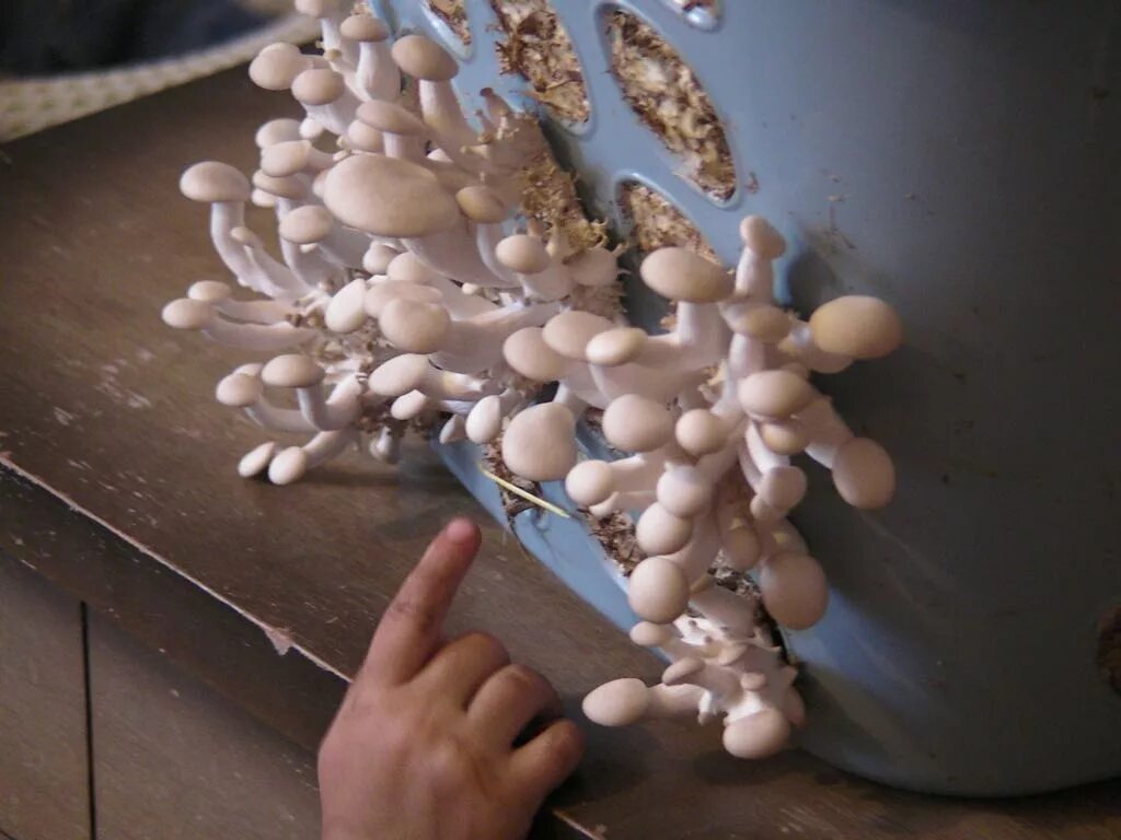 вешенки в цветочном горшке. вешенки в горшочке.