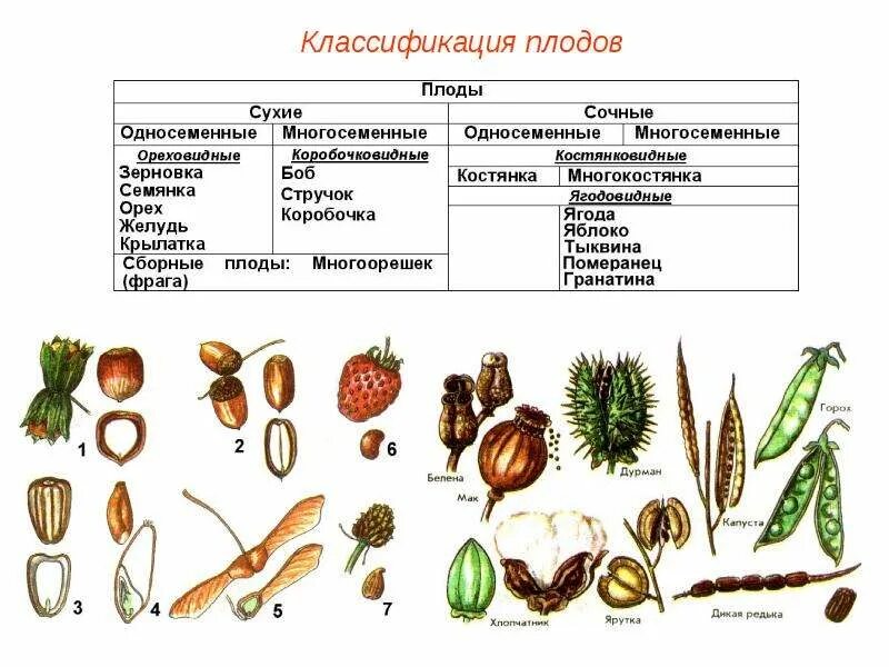 Хвощевые однодольные двудольные хвойные. Классификация плодов Зерновка. Классификация плодов покрытосеменных растений. Плоды биология классификация плодов. Типы семян растений таблица.