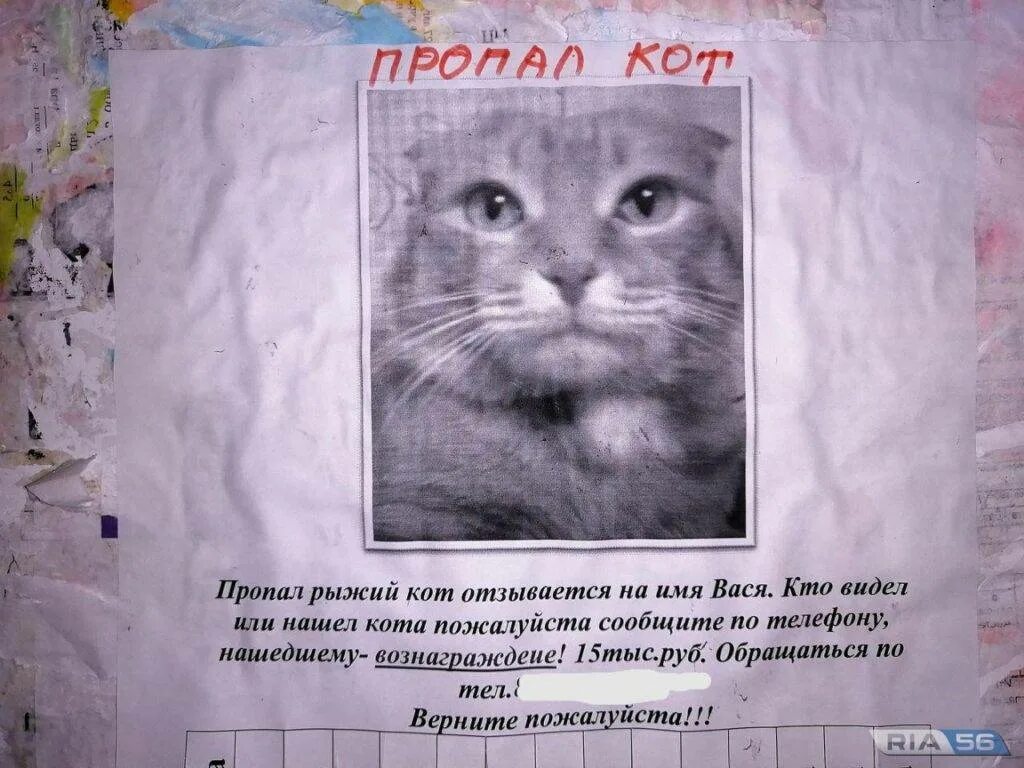 Не всегда откликается на имя