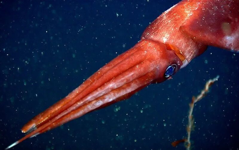 Длиннорукий кальмар. Глубоководный кальмар. octopoteuthis deletron. красный кальмар.