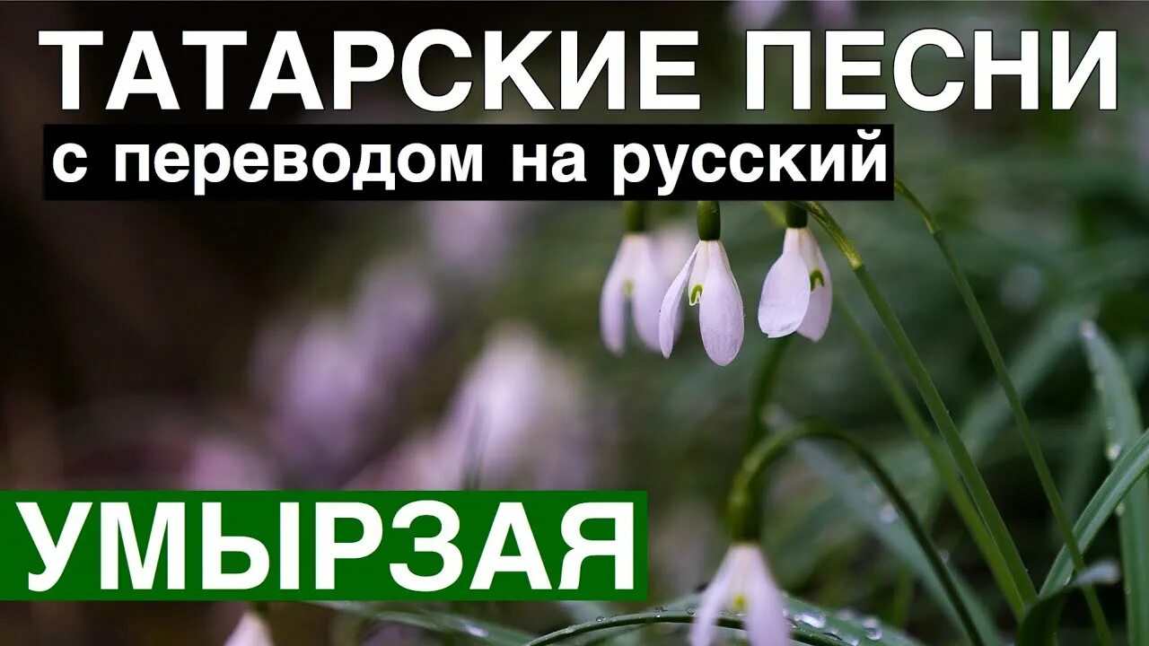 Татарская песня цветок. Умырзая Подснежник. Умырзая на башкирском языке. Подснежники по татарски. Татарские песнитатарская песня цмырзая.