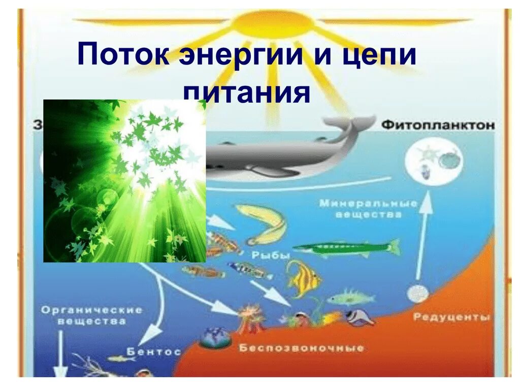 Поток энергии и цепи питания. Схема передачи энергии в пищевых цепях. Схема передачи вещества и энергии в экосистеме. Цепочки питания с энергиями. Поток энергии и пищевые цепи