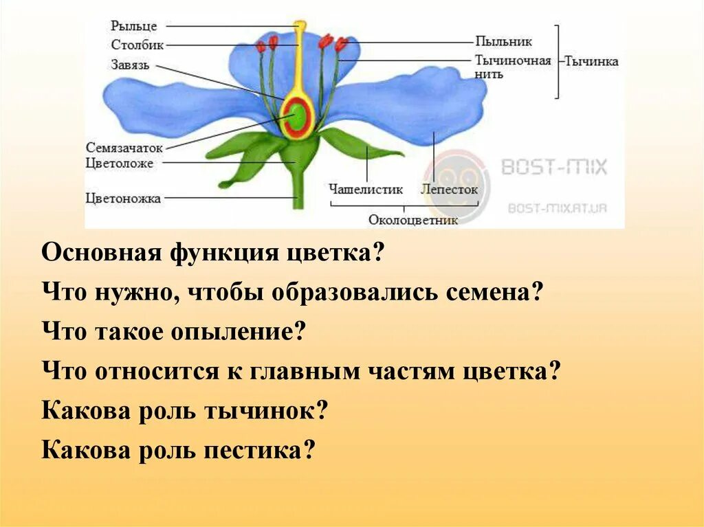 Функции частей цветка. Рыльце цветка. Рыльце цветка функции. Завязь это часть. Какую функцию в цветке выполняет завязь ответ