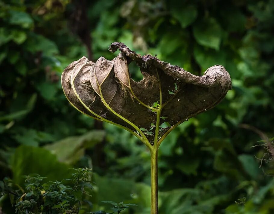 Plants dead. Мертвые растения. Дохлое растение. Голова с растением. Мёртвые цветы Флоры.