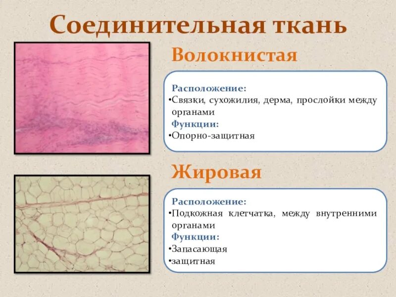 Плотные соединительные ткани виды. Виды волокнистой соединительной ткани анатомия. местоположение плотной волокнистой соединительной ткани. клетки плотной волокнистой соединительной ткани.