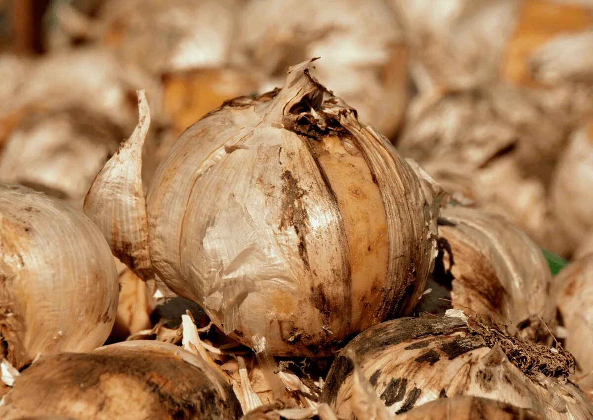 Глобо лук севок. Луковые растения. Лук луковица слушать. Лук луковица слушать. Лук-севок сеттон.