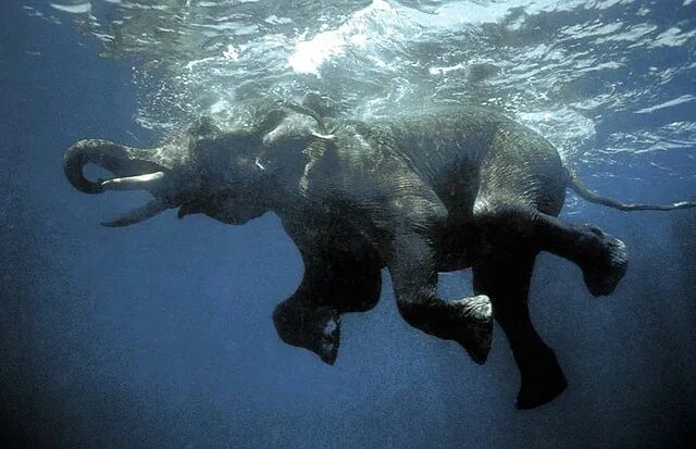 Elephant swim. Слон плывет. Слоны плавают. Слоны умеют плавать. Слоны переплывают.