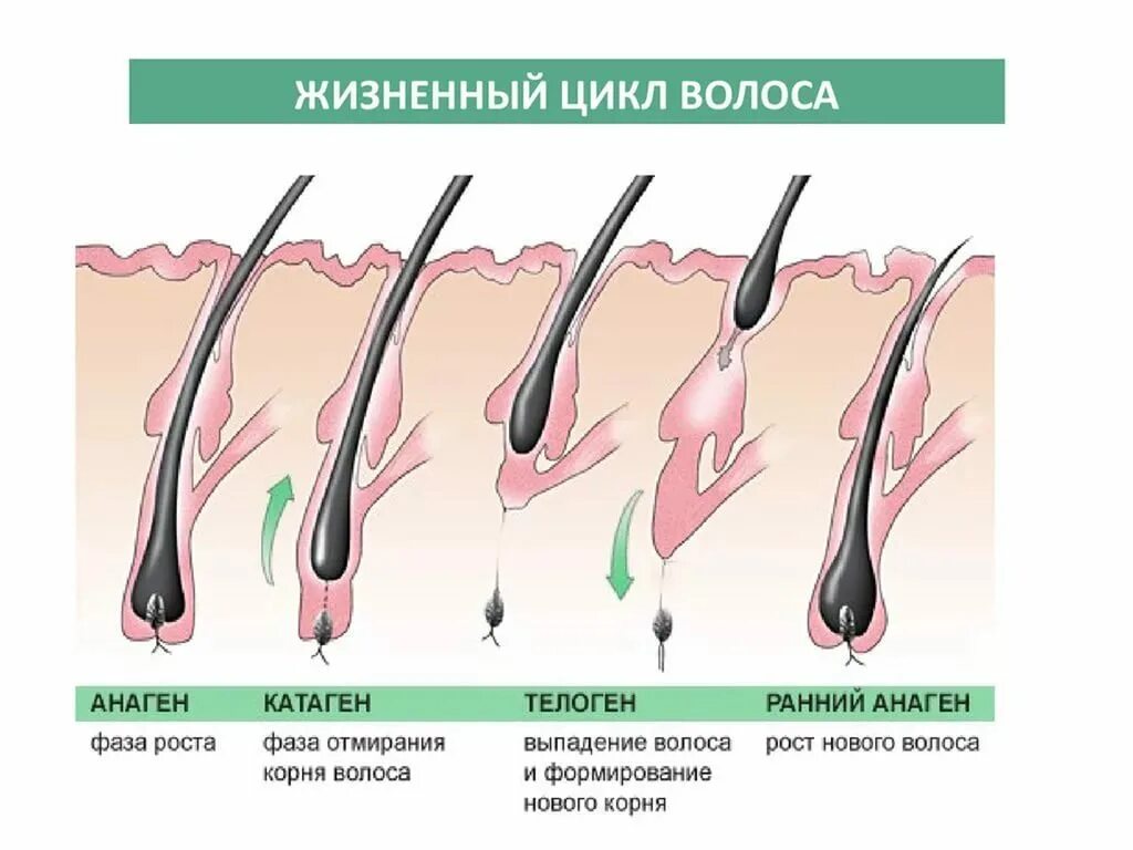 Сколько лет корневу. Анаген катаген телоген волос. Фазы роста волос анаген. Стадии роста волос анаген катаген. Катаген фаза роста волос.