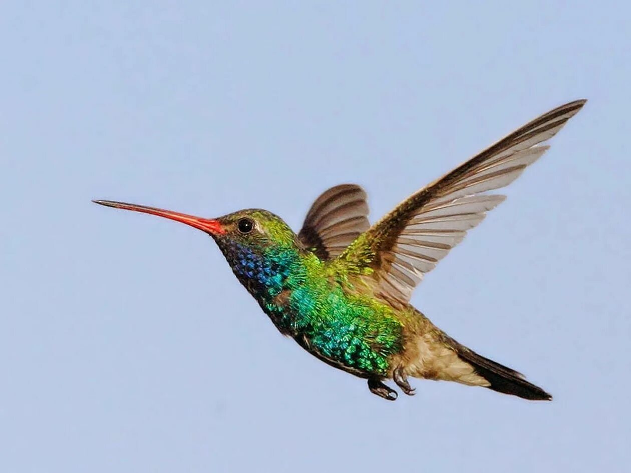 Bird has flown. Сукараф Колибри. Суракаф птица. Птица сукараф. Hummingbird птица.