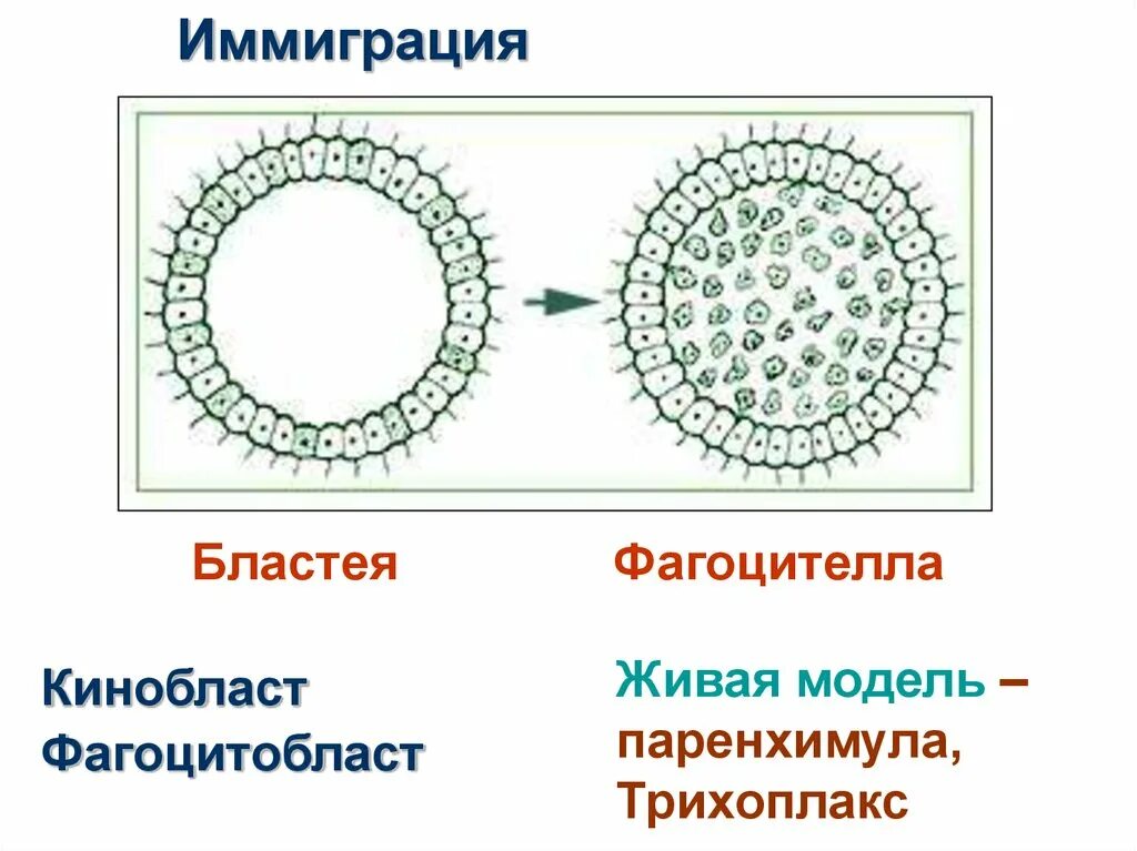 Гипотеза фагоцителлы Мечникова. Теория фагоцителлы Мечникова Живая модель. Паренхимула и амфибластула. Бластея фагоцителла. Объяснить появление многоклеточности