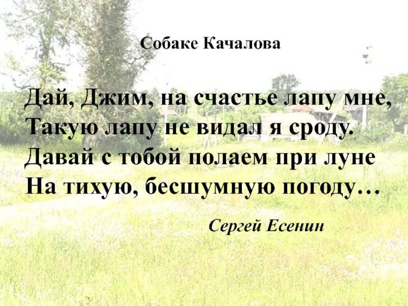 Стихотворение есенина собаке качалова. Сергей есенин дай джим на счастье. собаке качалова есенин. джим стих есенина. ,сергей сергей есенин дай лапу джим.