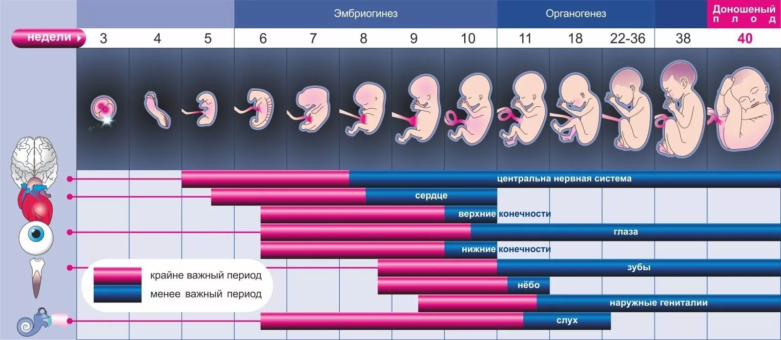 Какие этапы проходит человек после рождения. Развитие ребёнка эмбриона по месяцам. Периоды внутриутробного развития плода по неделям. Стадии формирования ребенка в утробе матери.