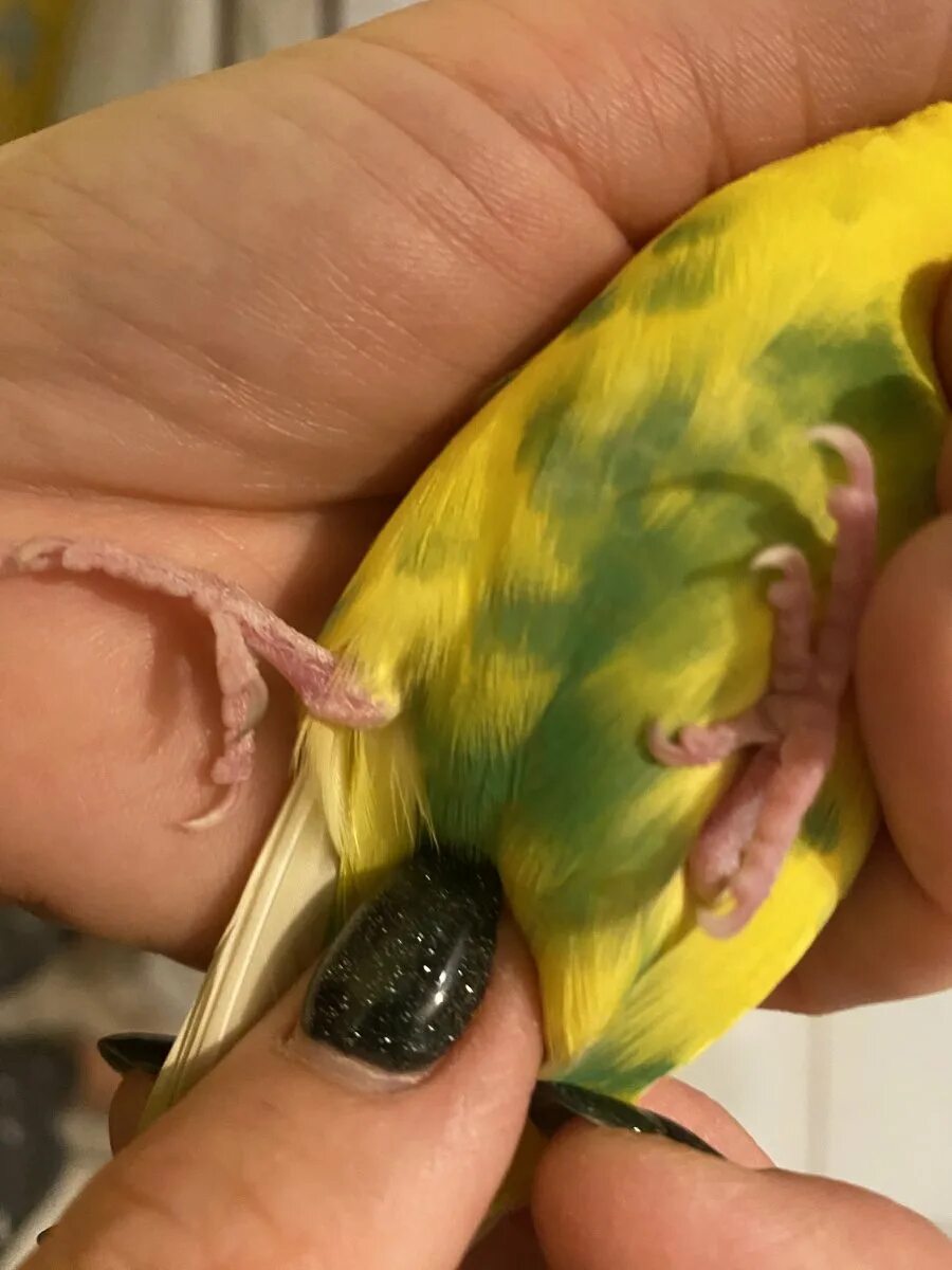 Попугай сломал лапку. Перелом лапы у волнистого попугая. Вывих крыла у волнистого попугая. Перелом лапки у волнистого попугая. Перелом у волнистого попугая.