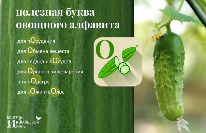 Характеристика огурца. Полезные свойства огурца. чем полезны огурцы. огурцы польза. пользаогрцов для организма.
