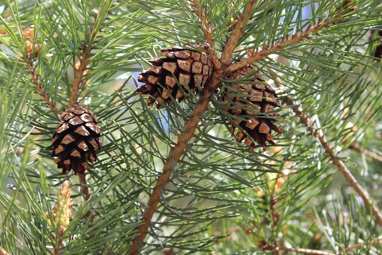 Класс хвойные сосновые. Сосна Пиния шишка. Pinus Sylvestris шишка. Сосна Бунге шишка. Шишка сосны Pinus lambertiana.