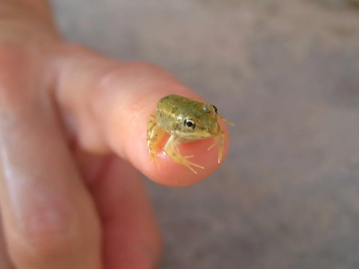 Кубинский свистун лягушка. Крошечный ответ. Крошечный ответ. Лягушка paedophryne. Лягушка paedophryne.