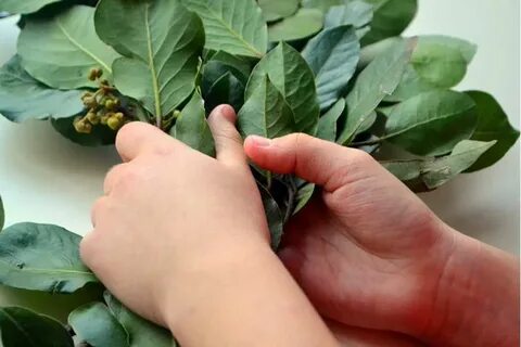 Как посадить лавровый лист из семян