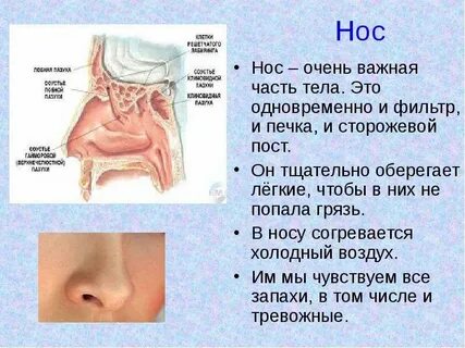 Работа носа человека