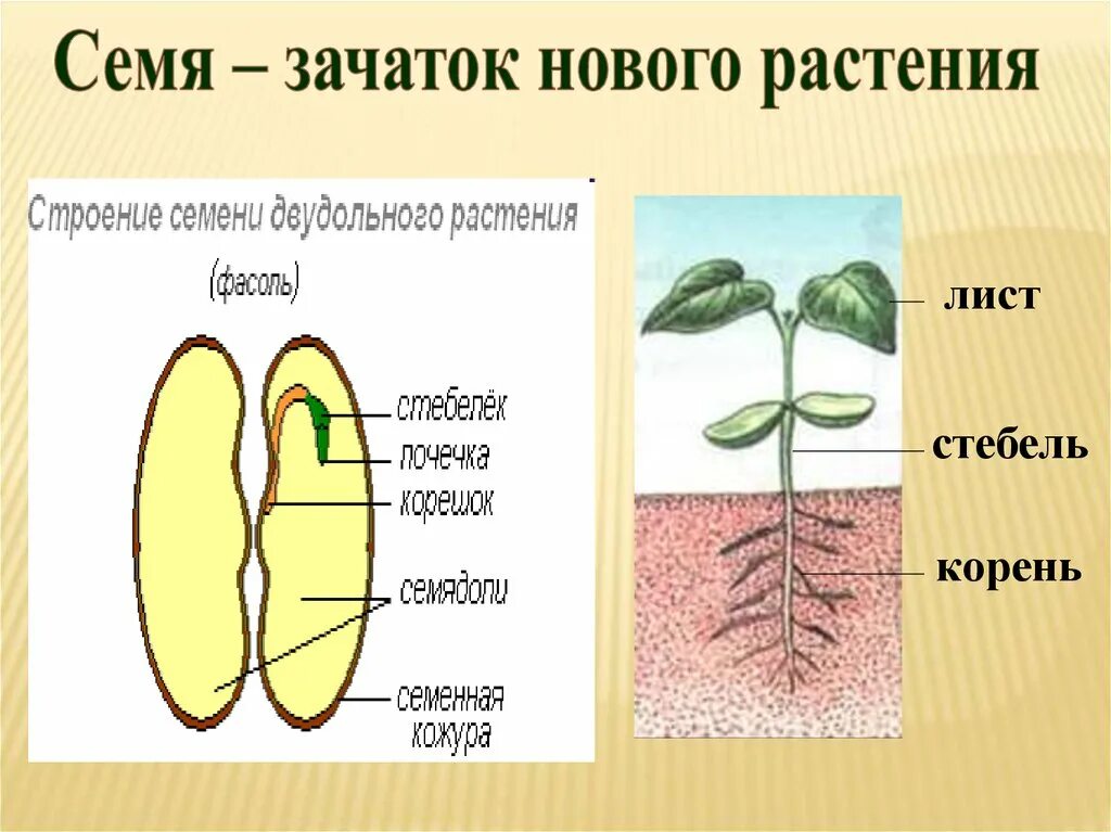 Строение семени биология. Строение семени биология 6. Строение растения. Семена растений строение. Главный корень зародыша развивается