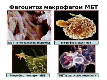 Активность макрофагов