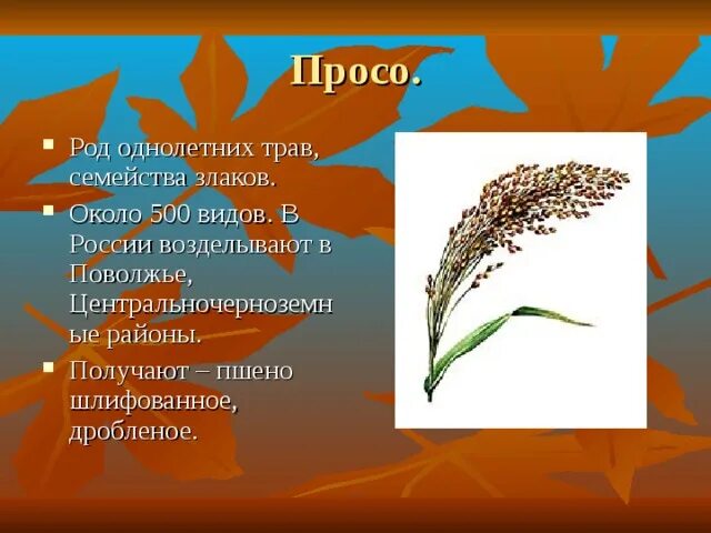 Род злаковых. Просо (род). Род семейства злаки. Пшено семейство злаковые. Однолетнее растение семейства злаков.