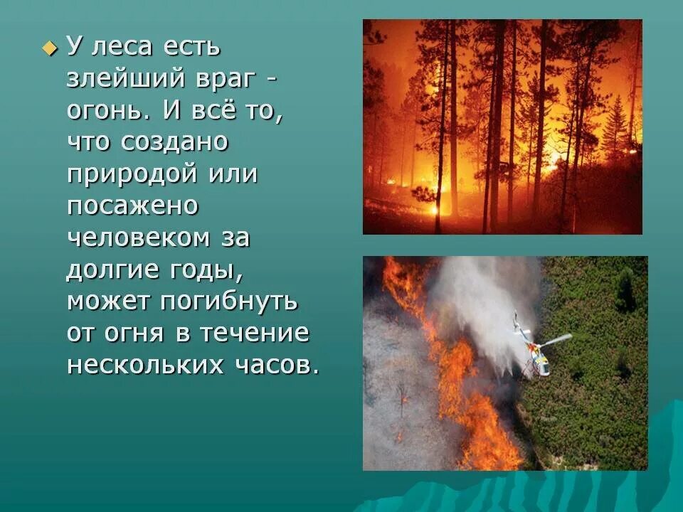 Сочинение на тему берегите лес 4 класс. Презентация берегите лес от пожара. Слайд береги лес. Презентация на тему берегите лес. Сочинение на тему берегите лес 4 класс.