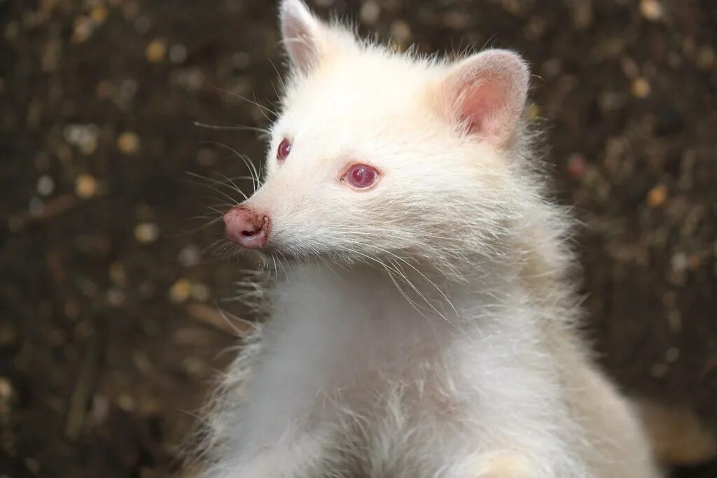Енот полоскун альбинос. Енотовидная собака альбинос. Уссурийская енотовидная собака альбинос. Росомаха альбинос. В дикой природе мыши с альбинизмом