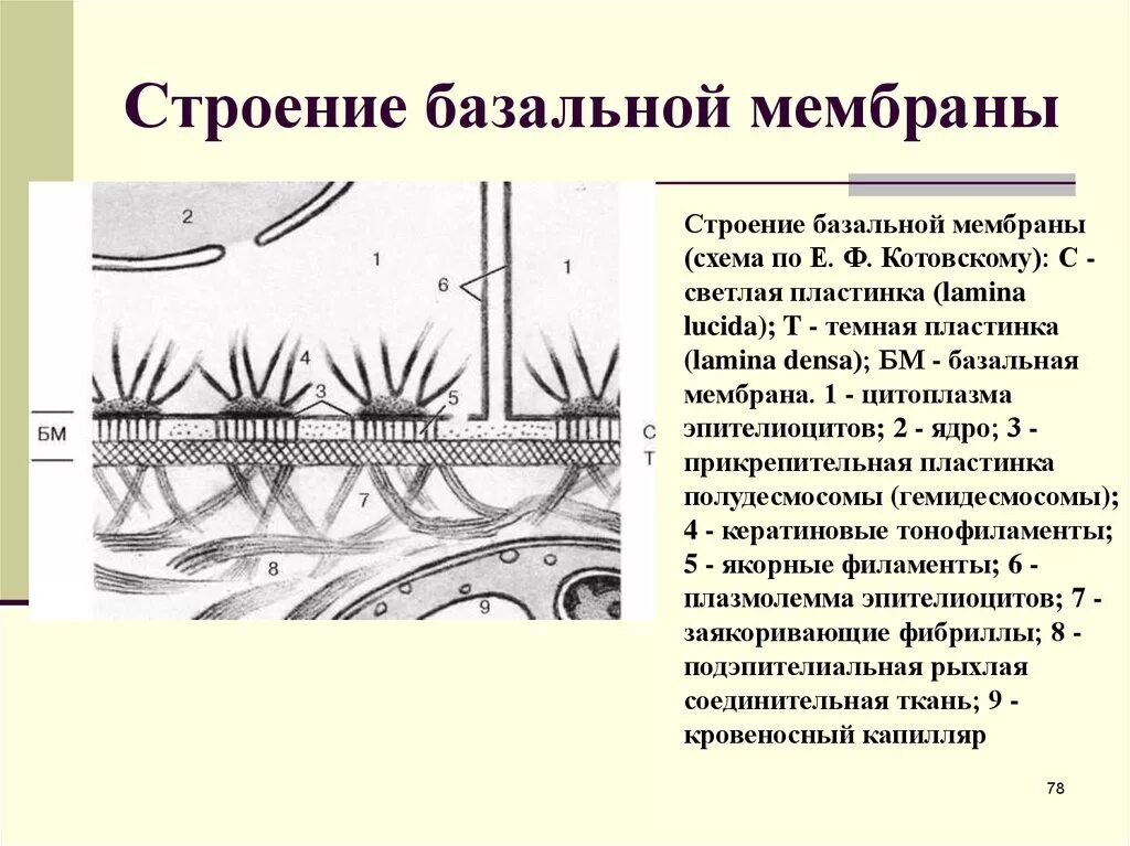 Базальная мембрана функции. Функции базальной мембраны эпителия. Схема ультраскопического строения базальной мембраны. Базальная мембрана эпителиоцитов. Базальная пластинка, строение и функции.