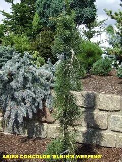 Abies concolor fagerhult