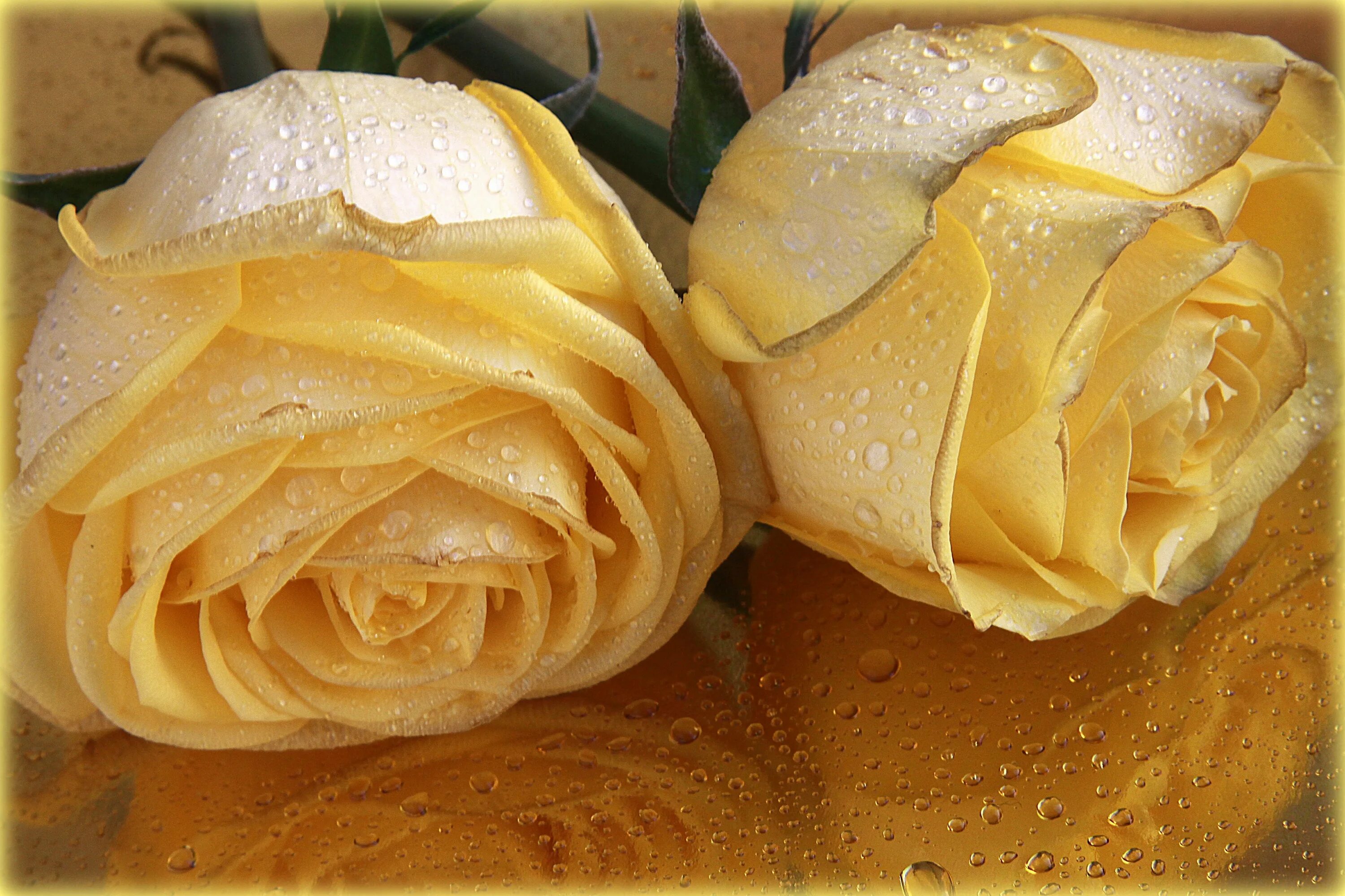 пусть утро будет светлым. доброе утро прекрасного дня. с добрым утром. открытки с добрым утром и прекрасным днем.