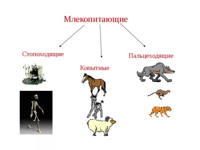 Стопоходящие пальцеходящие копытные. Пальцеходящие животные. Ходильные млекопитающие. Стопоходящие млекопитающие.